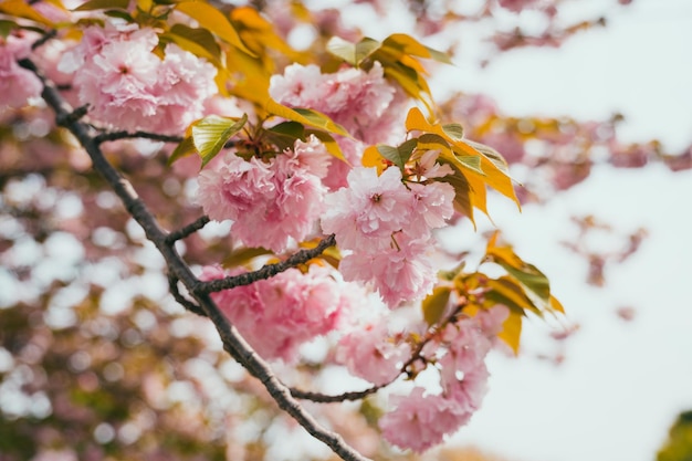 Wild himalayan cherry blossoms in spring season