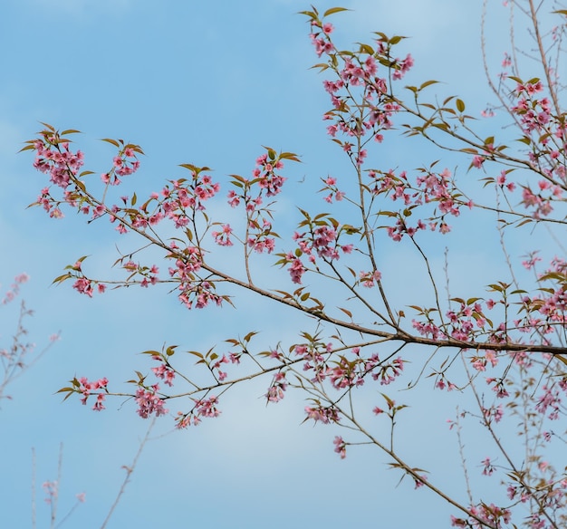 Wild Himalayan cherry flower in blue sky