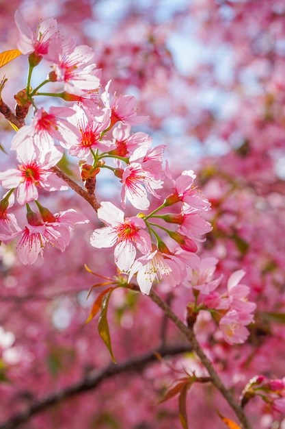 Wild Himalayan Cherry flowers or Sakura across blue sky