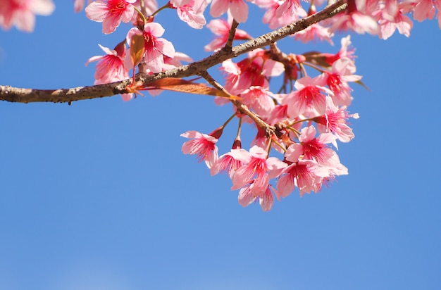 Wild Himalayan Cherry flowers or Sakura across blue sky