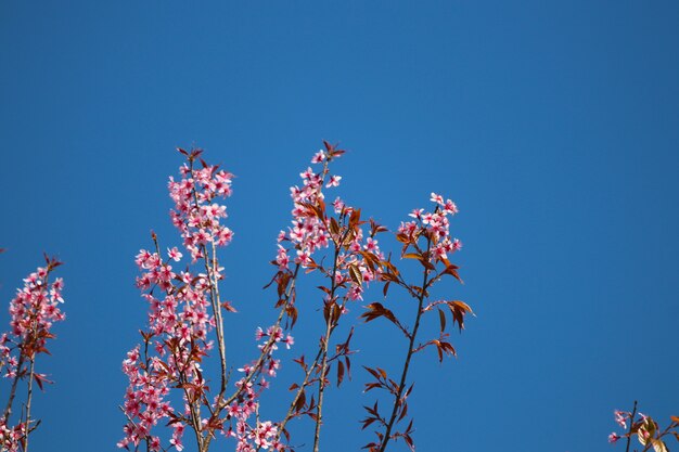 Wild Himalayan Cherry pink flowers blossom in winter on blue sky background