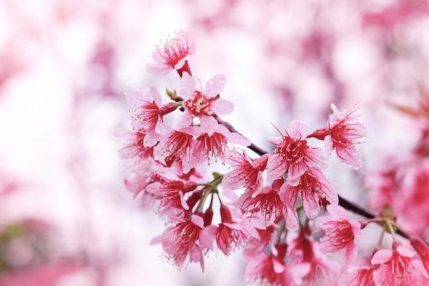 Wild Himalayan Cherry Prunus cerasoides Sakura in Thailand