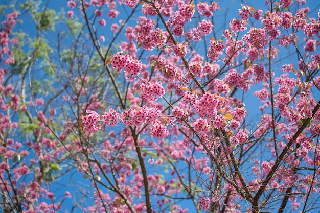 Wild Himalayan Cherry or Sour cherry Prunus cerasoides with blue sky Royal agricultural Research Center Khun Wang located in Chiang Mai province