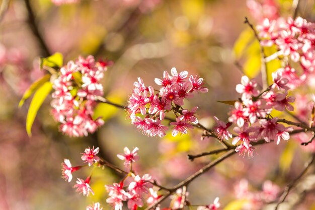 Wild Himalayan Cherry at the top of the mountain, Chiang Mai, Thailand