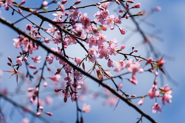 Wild Himalayan Cherry