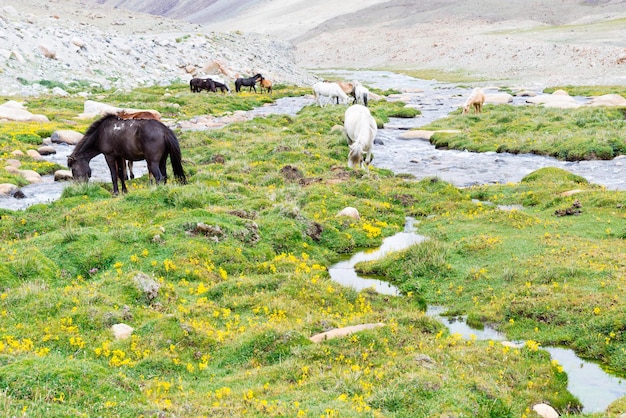 Wild horse in a green meadow and moutain background