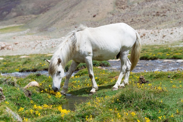 Wild horse in a green meadow and moutain background