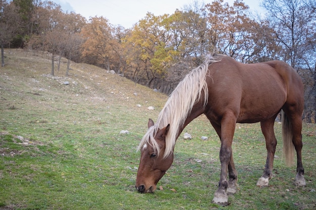 Wild horse like mustang graze on meadows