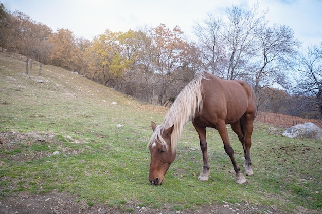 Wild horse like mustang graze on meadows