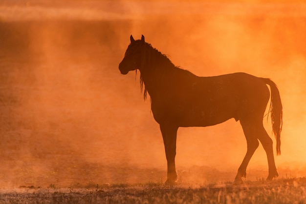 Wild horse or mustang in the meadow at sunset