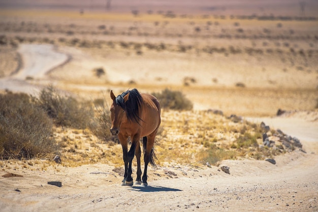 Wild horse of the Namib desert walks on a dirt road near Aus south Namibia