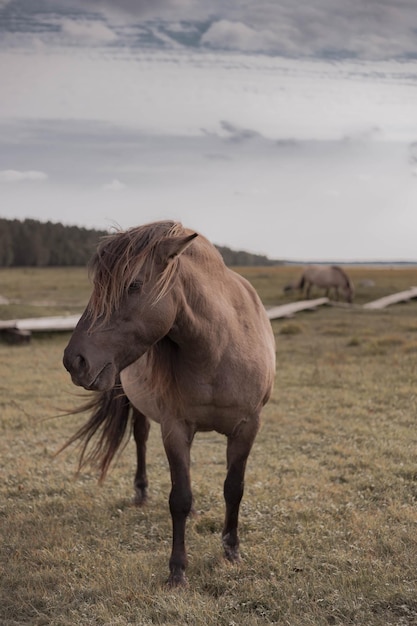 wild horse in national park