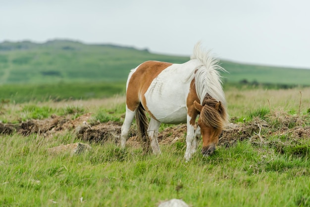 Photo wild horse in windy steps