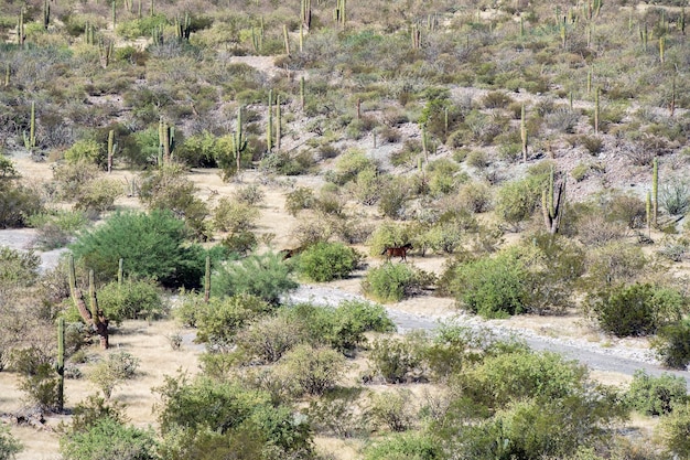 Wild horses in Baja California desert