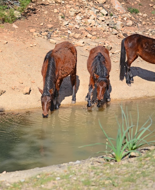 Wild horses drinking from a creek