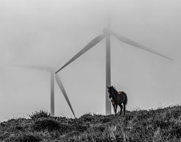 Wild horses on the mountain with mist and sun