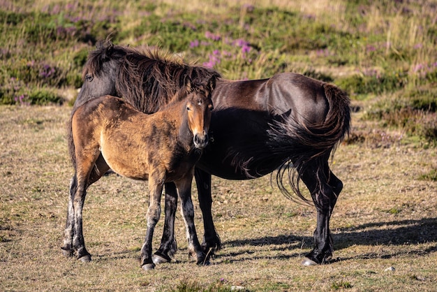 Wild horses on the mountain with mist and sun