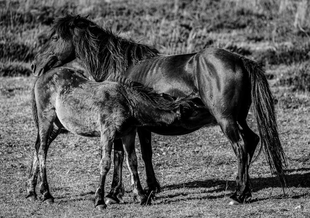 Wild horses on the mountain with mist and sun