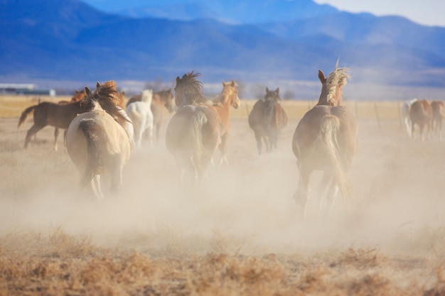 Wild Horses Running