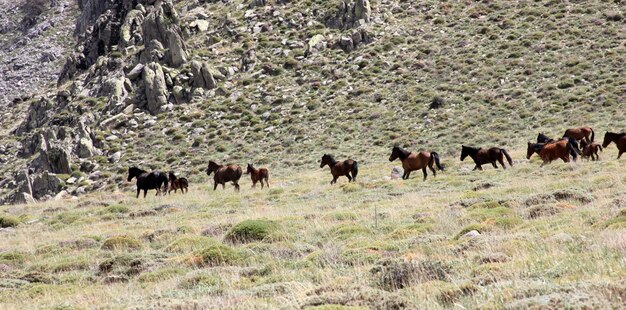 Wild Horses