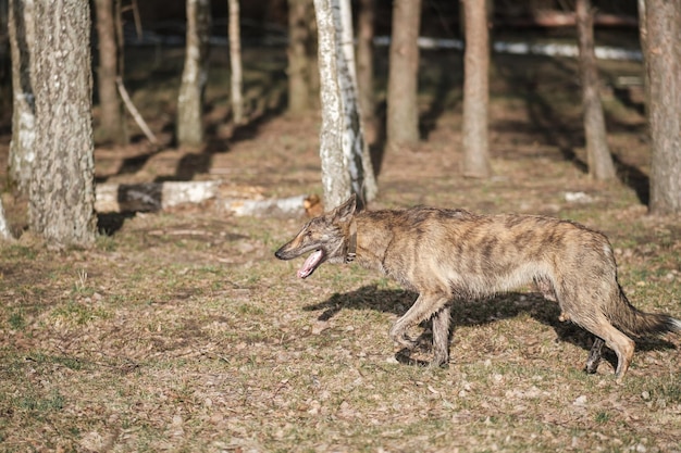 A wild hyenacolored dog runs through the forest in early spring Sunset