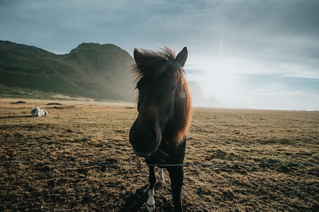 Wild icelandic horse wide angle image portrait during the sunset Wild animals straight to camera