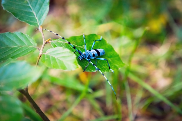 Wild insect rosalia alpina in Carpathian mountains