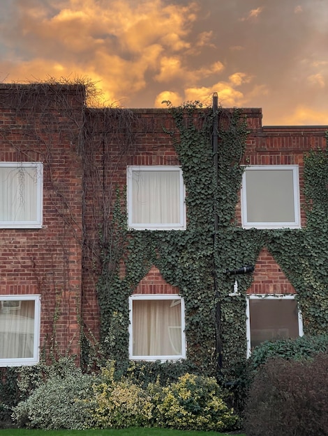 Wild ivy growing on brick wall of a building sunrise sky on background