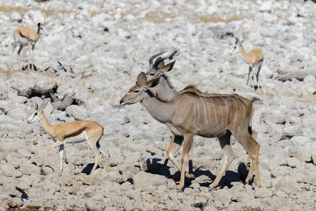 Wild kudu antelopes in the African savanna