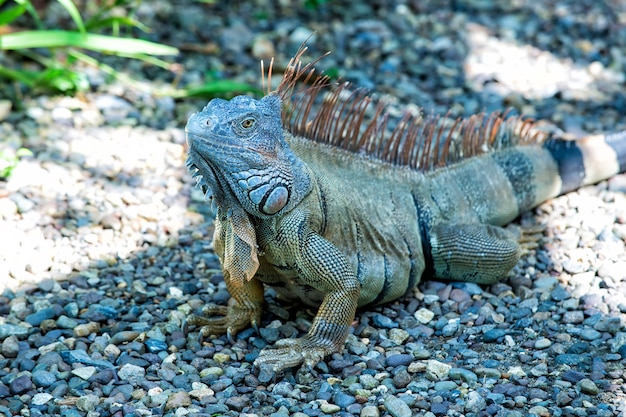 Wild life concept Animal rights Save biodiversity natural area Lazy lizard relaxing