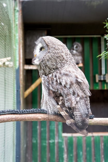 Wild life. Gorgeous big bird sit in cage. Calm and peaceful. Ornithology concept. Owl outdoor shot. Owl typical species for many countries. Owl in zoo cage. Animal shot capturing owl.