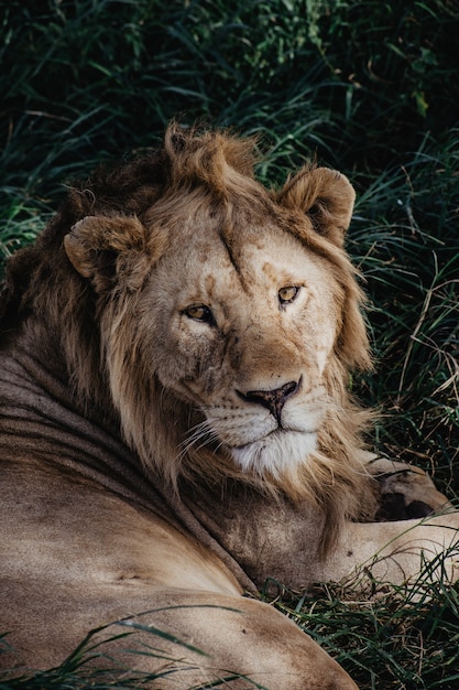 Wild lion portrait in Serengeti