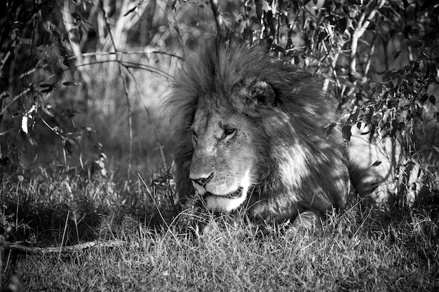 Wild lion resting under a tree in the grass