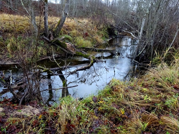 A wild little river with fallen trees and lots of rocks. A small trout river during autumn.