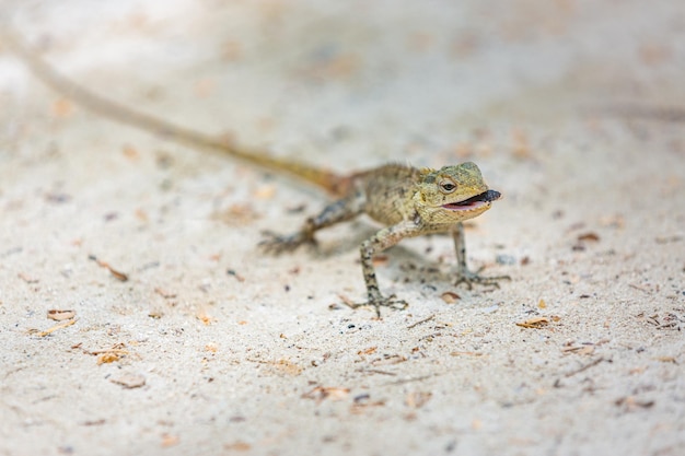 Wild lizard in Maldives islands. Soft sand, tropical lizard hunting for insects. Wildlife, reptiles