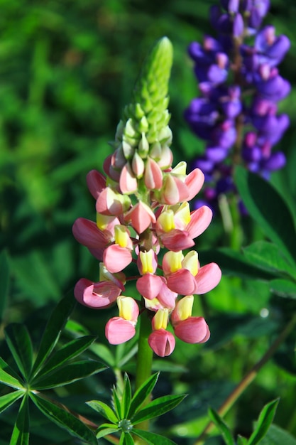 Wild lupins