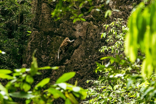 Wild macaque climbing steep rock in tropical forest