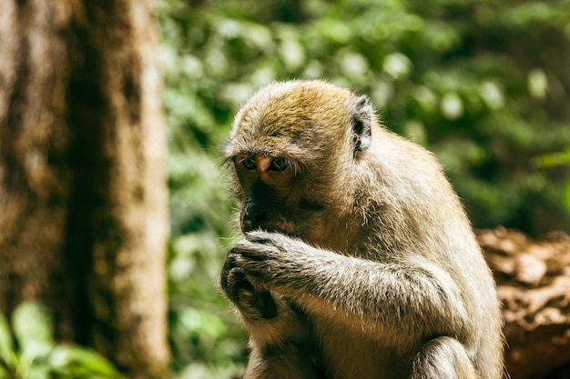 Wild macaque eating fruit in tropical forest in Thailand