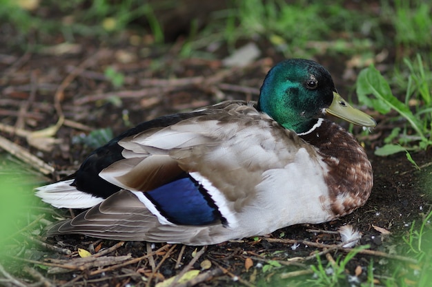 Wild male duck on the lake resting