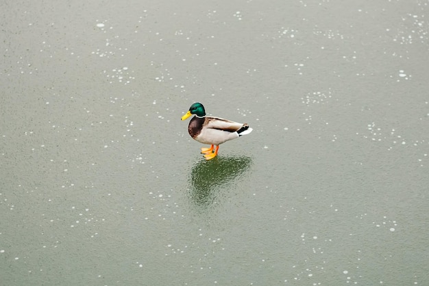 Wild mallard duck swimming shore park in frozen channel Animal fowl near water