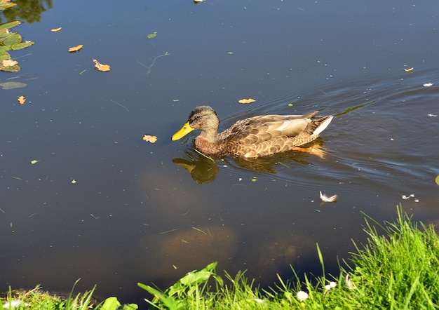 Wild Mallard duck