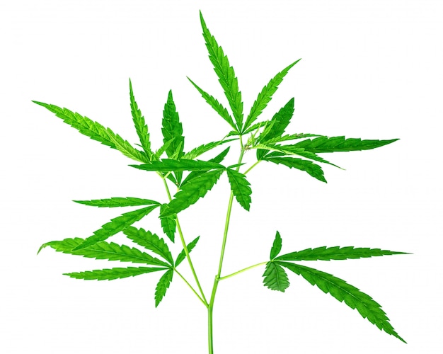 Wild Marijuana leaf isolated on pure white.