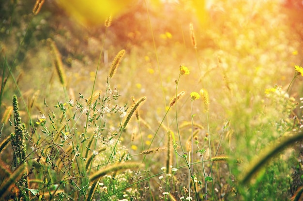 Photo wild meadow flowers on evening sunlight background