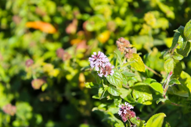 Wild mint flowers