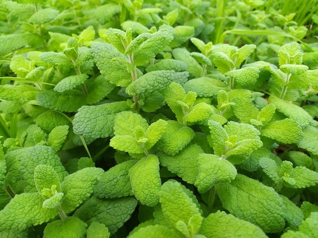 Wild mint in nature The meadow is covered with lemon balm