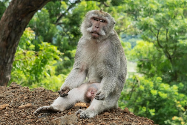 Wild monkey sitting quietly on the ground Closeup