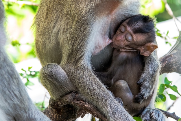 Wild monkey sleeping holding her little baby in arms.