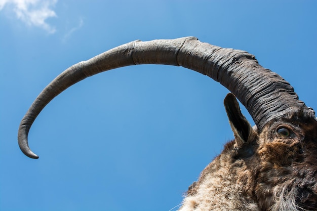 Wild mountain goat with two huge horns