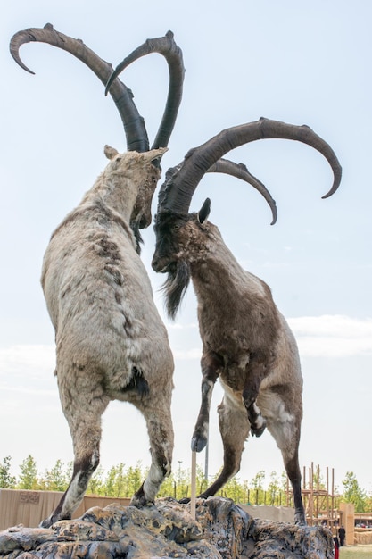 Wild mountain goat with two huge horns