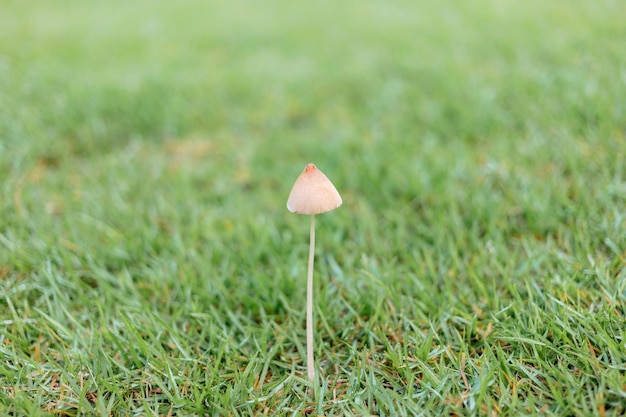 Wild mushroom growing on green lawn in the garden natural background